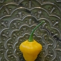 Tämä habanerolajike on yksi ehdottomista suosikeistani, nimittäin Trinidad Perfume (capsicum chinense). Lähes tuleton ja hedelmäisen makuinen. Näitä voi suoraan napostella kuin karkkeja. Toimivat varmasti salaateissa parhaiten jos näitä tahtoo ruoan sekaan laittaa. Suosittelen maistamaan sellaisenaan!