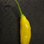 Capsicum baccatum -chilin kypsä hedelmä. Lajike on Blended Lemon Yellow. Maku on raikas, rapea ja sitruunainen.